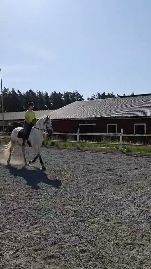 Working Equitation hästar till salu: Utvecklingsbar PRE - Video 2