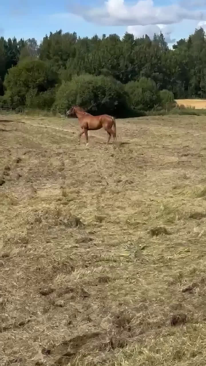 Allround hästar till salu: Fullblodsvallack - Video 2