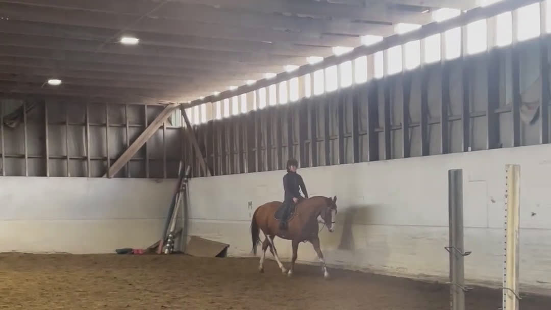 Allround hästar till salu: Trevlig valack i Umeå - Video 1