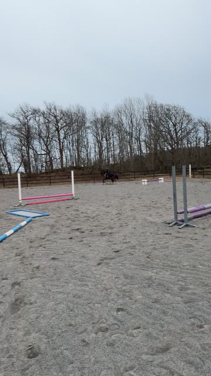 Hoppning hästar till salu: Power pony vurderes solgt - Video 1