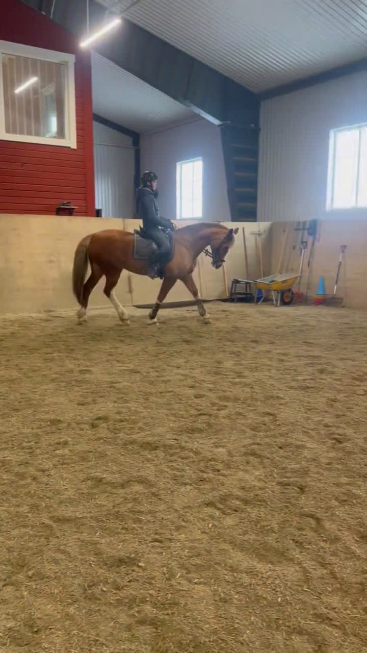 Allround hästar till salu: Vackert allround sto.  i Åre - Video 3