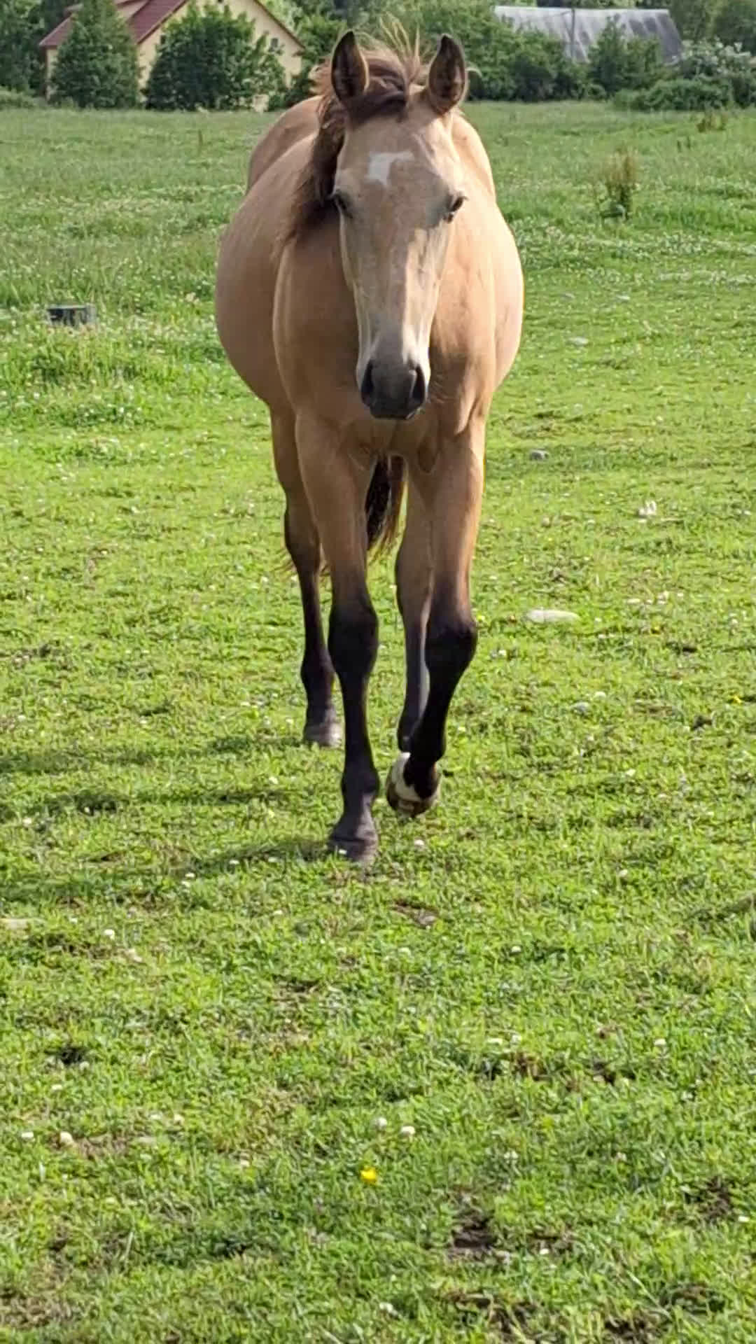 Western hästar till salu: Blivande 3 åring söker arbete  i Landsbro - Video 1