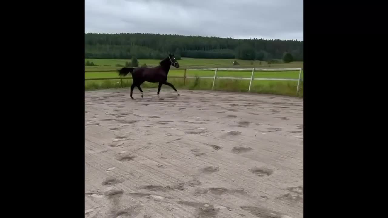 Dressyr hästar till salu: Svart hingst efter Skyline to B.  - Video 1