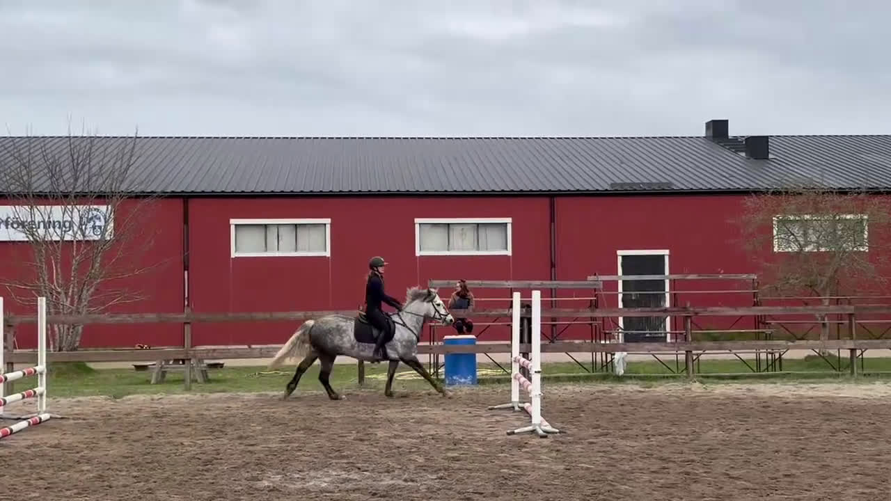 Hoppning hästar till salu: Dröm ponny för framtiden  i Harbo - Video 2