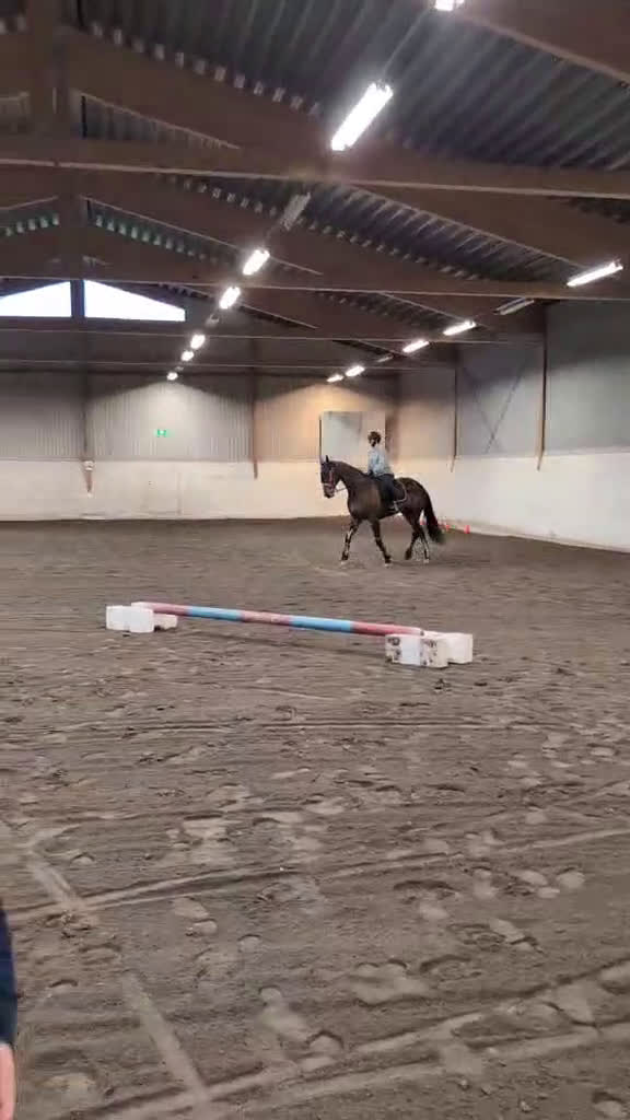 Trav hästar till salu: Musse söker nytt hem i Ånäset - Video 1