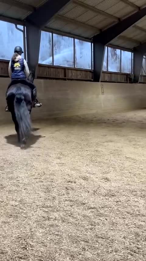 Allround hästar till salu: Rolig Valack som SYNS - Video 2