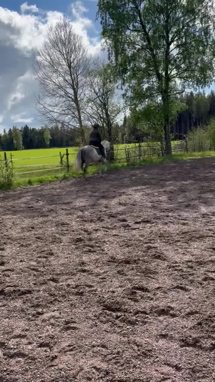 Allround hästar till salu: Fin allround ponny - Video 2