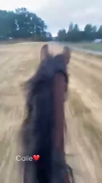 Dressyr hästar till salu: Välmeriterad tävlingshäst och bästa vän - Video 4