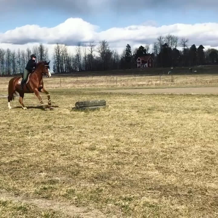 Dressyr hästar till salu: Fantastisk läromästare i Västerås - Video 4