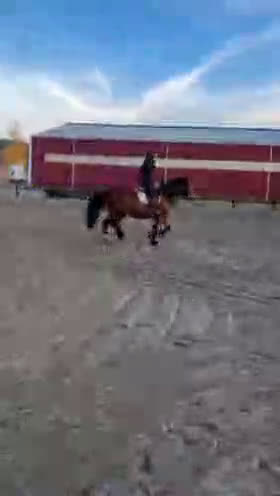 Allround hästar till salu: Norskt kallblod i Spånga - Video 2