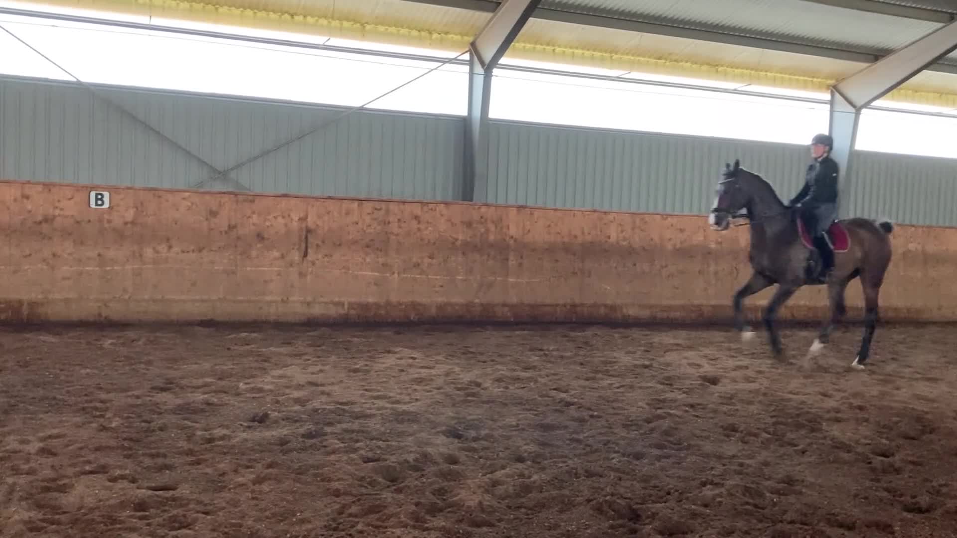 Dressyr hästar till salu: Stilig valack i Jonstorp - Video 3