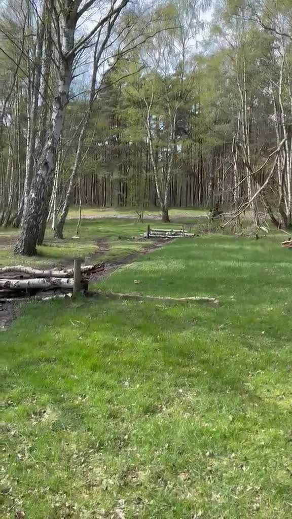 Dressyr hästar till salu: Läromästare och bästa vän C ponny säljes - Video 1