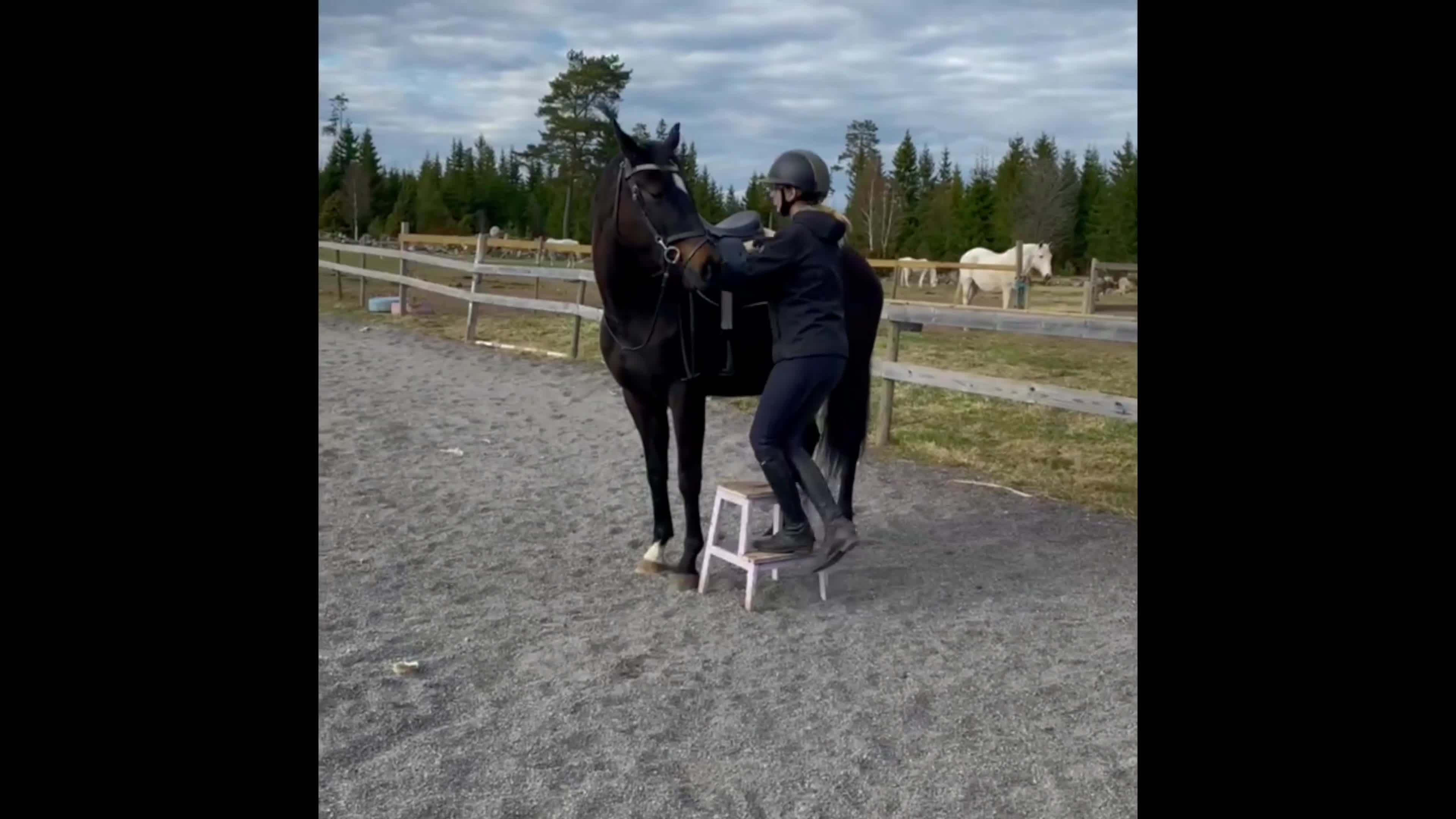 Hoppning hästar till salu: ✨sto med potential✨ - Video 1