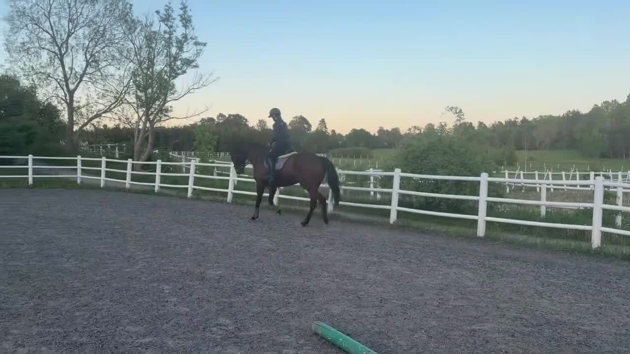 Allround hästar till salu: Nallebjörn med hjärta av guld söker ny bästis - Video 1