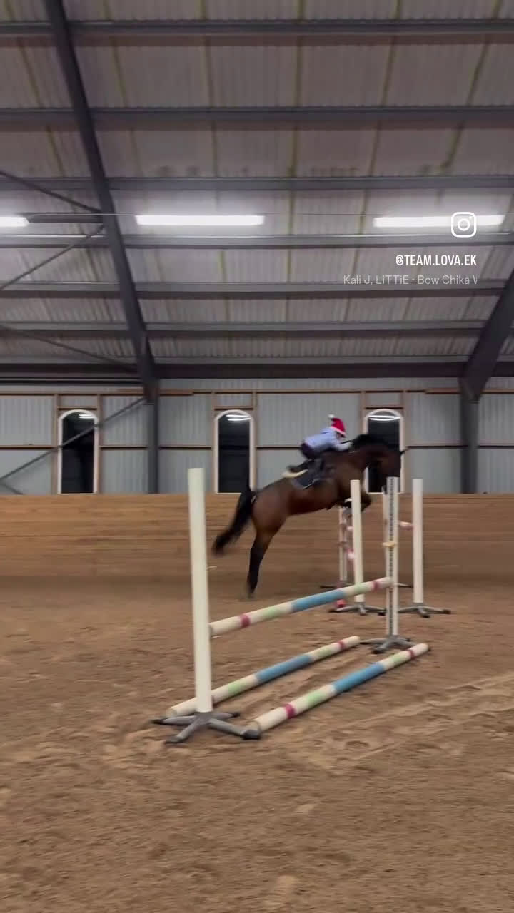 Hoppning hästar till salu: Fantastisk trevlig hoppvalack, ny film igen! - Video 1