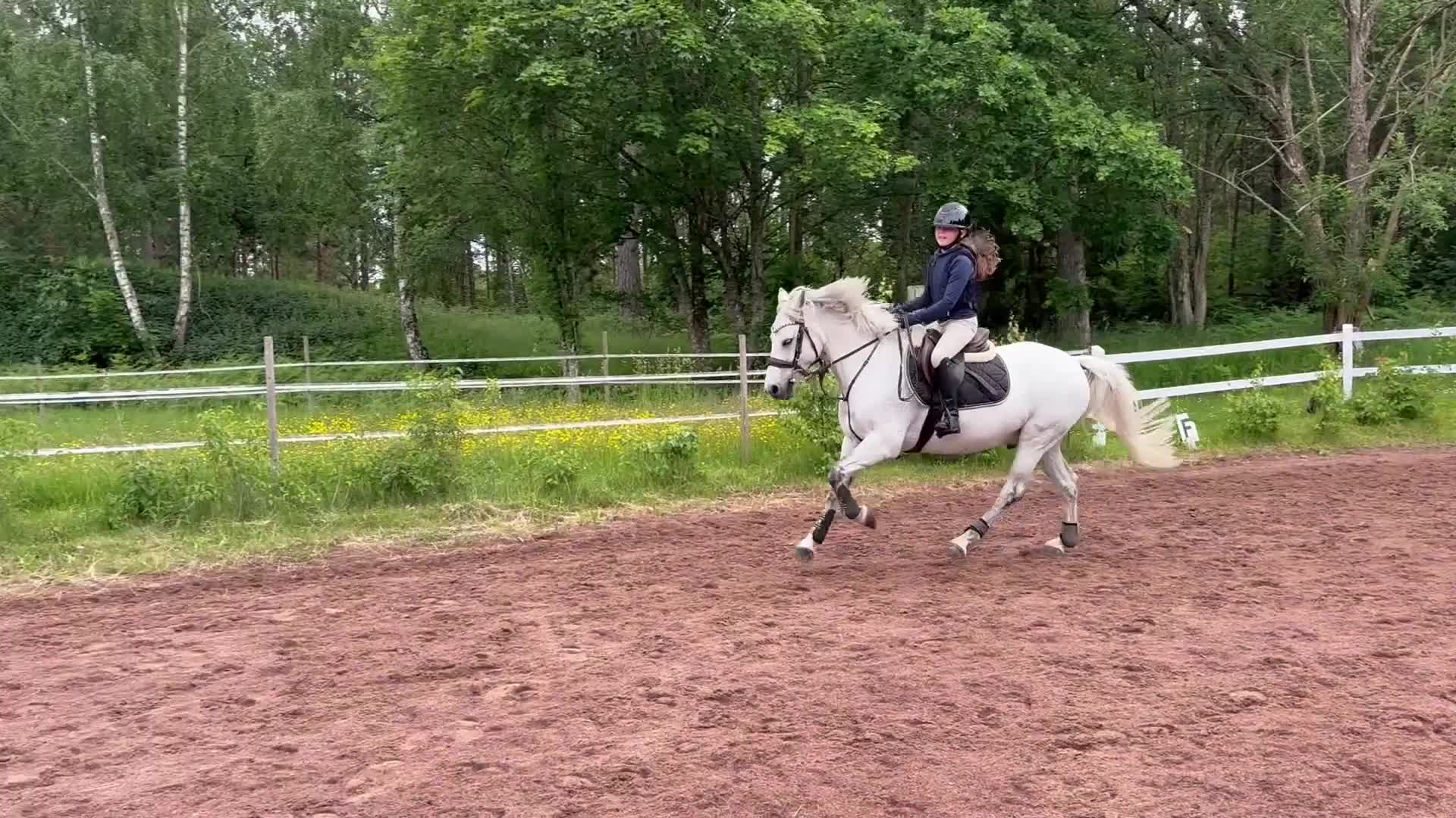 Allround hästar till salu: Snygg C-ponny till aktivt hem som lyxig hobbyhäst - Video 1