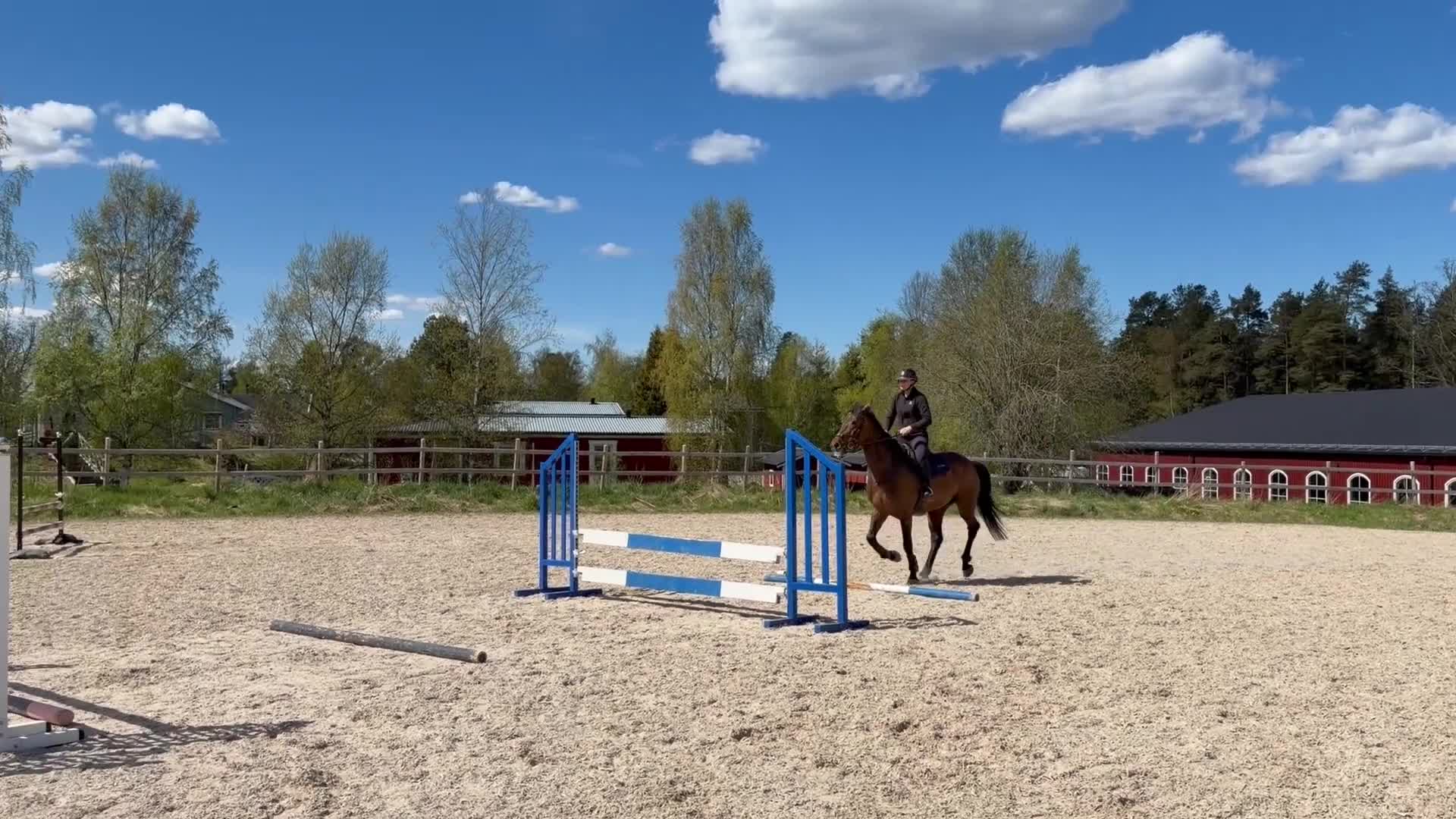 Hoppning hästar till salu: Hoppmaskin - Video 1