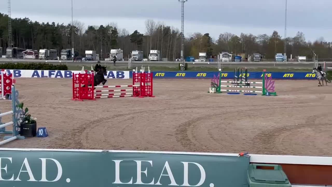 Hoppning hästar till salu: Välutbildad D-ponny med hjärta och kapacitet - Video 2