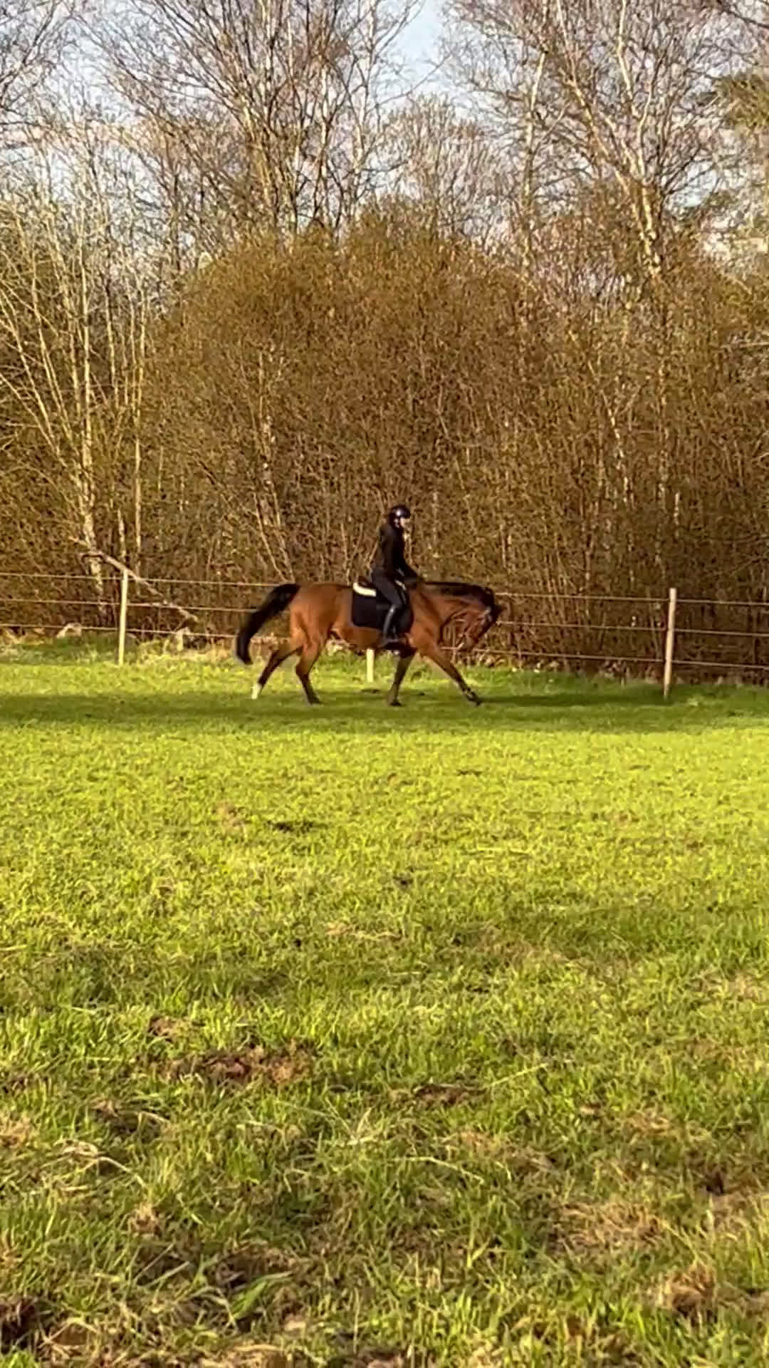  foderhäst finnes: Promenadridning/sällskap  - Video 2