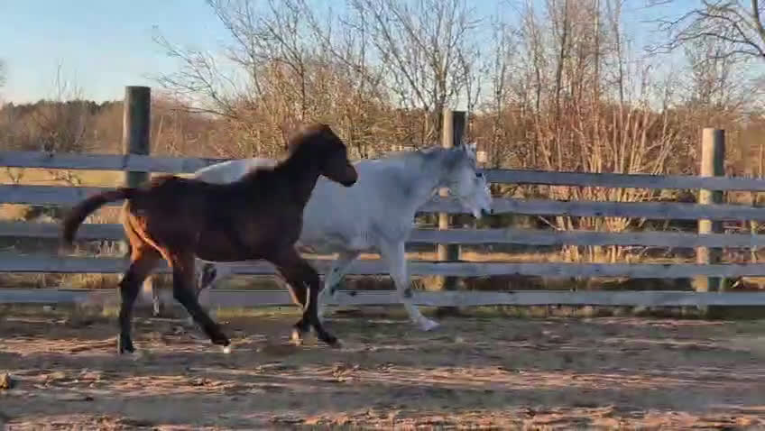 Allround hästar till salu: Exklusivt kvalitetsföl efter Hardrock Z ⭐️ i Ullared - Video 5