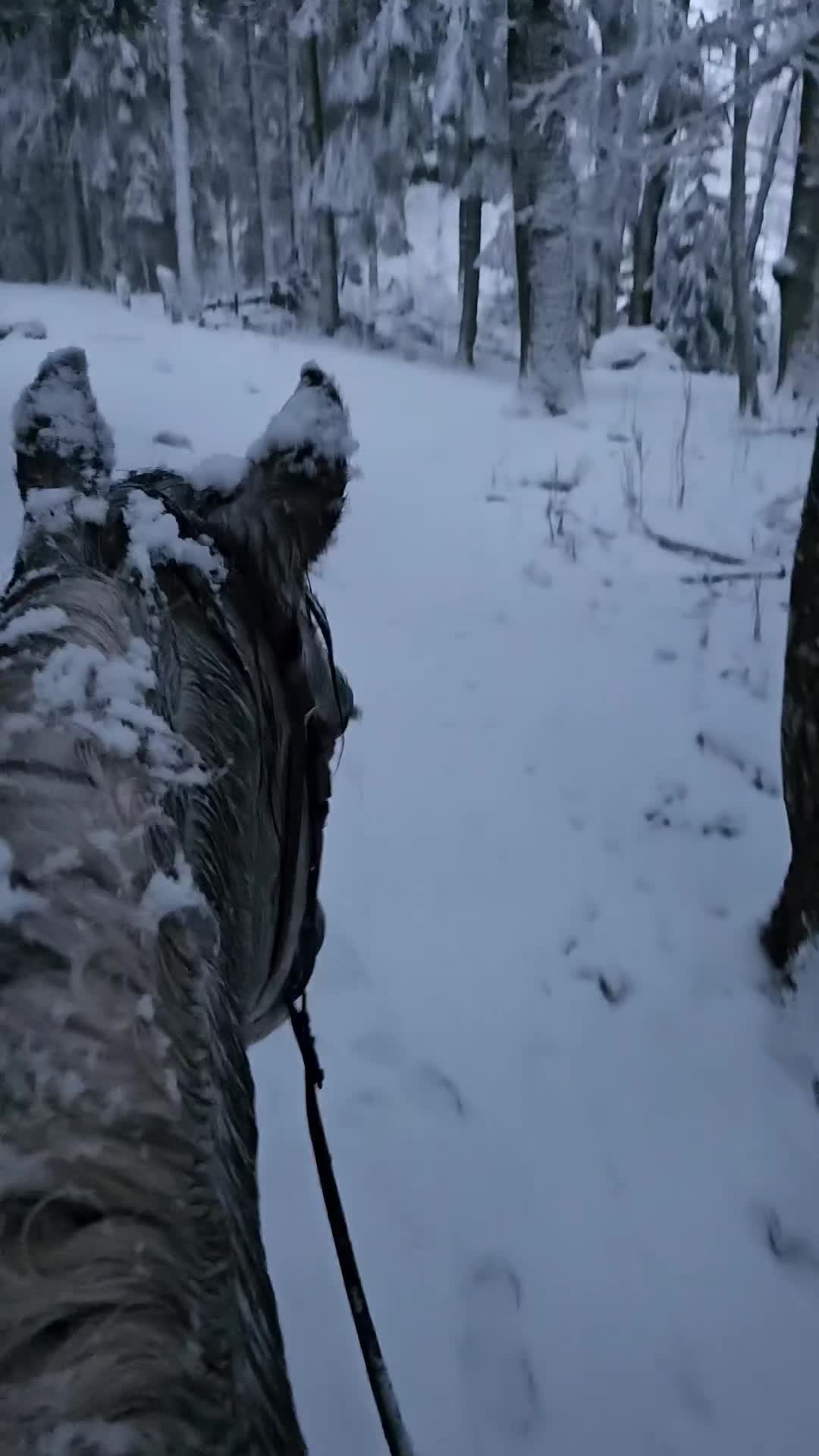  medryttarhäst sökes: Söker du medryttare? Då kanske jag kan hjälpa! - Video 2