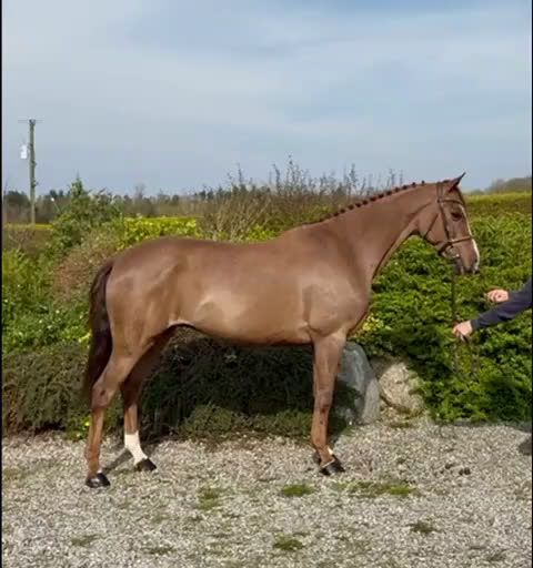 Hoppning hästar till salu: Super trevlig valack 7år  - Video 1