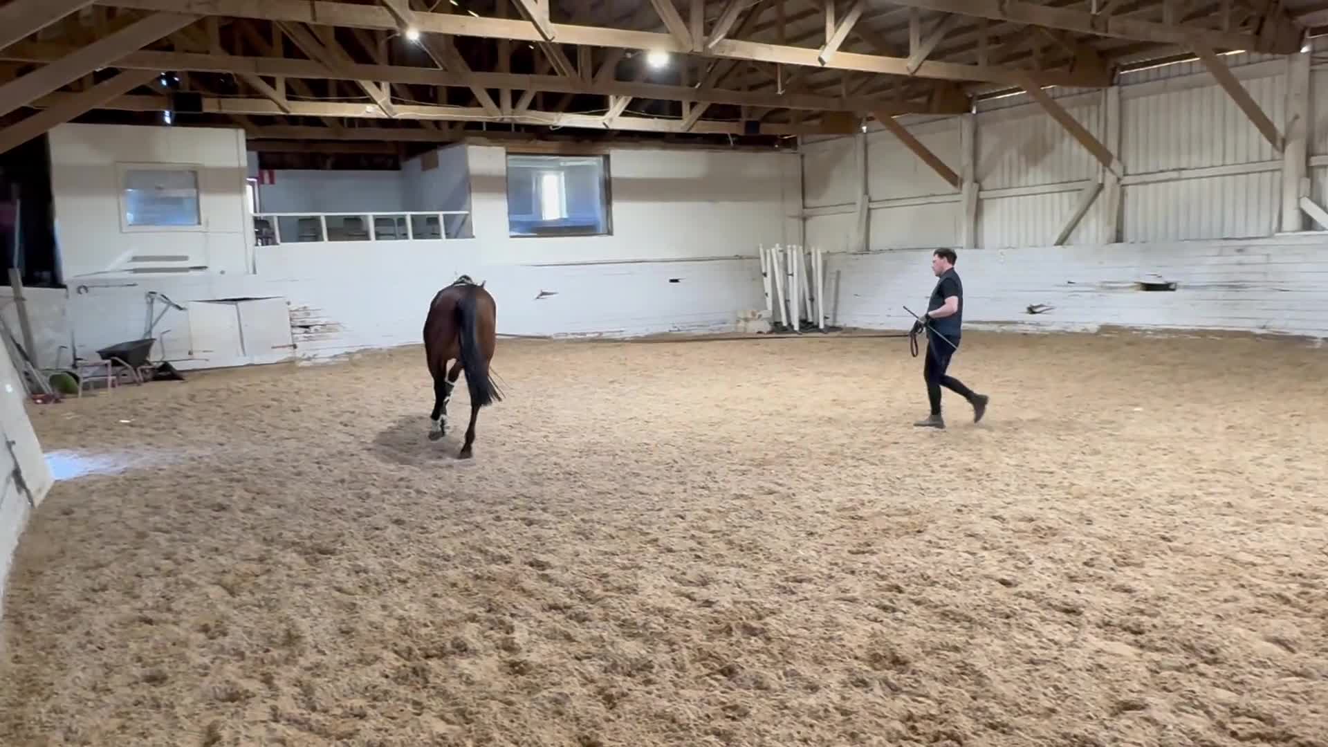 Dressyr hästar till salu: Fynda unghäst! - Video 3