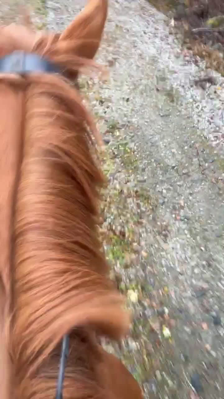 Allround hästar till salu: C-ponny till rätt hem  - Video 1