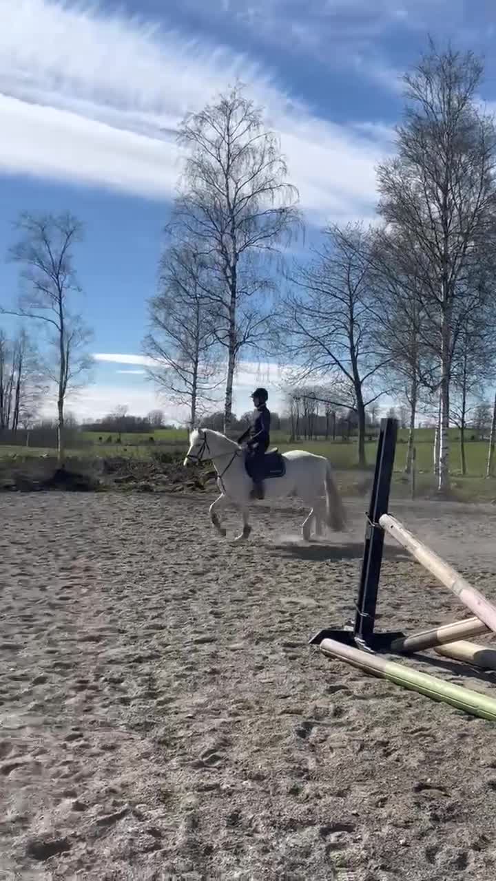 Sällskap hästar till salu: Fantastisk fin & trevlig Mor-dotter ponny ❤️ - Video 3