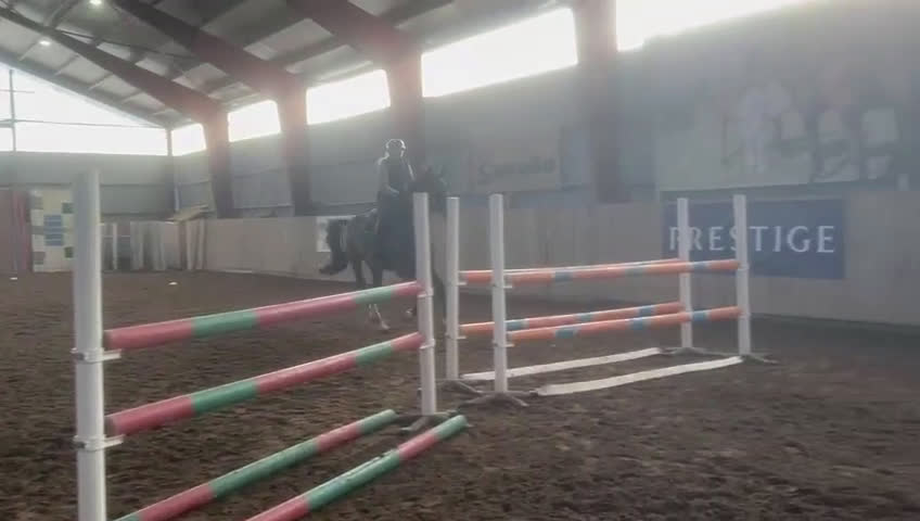 Hoppning hästar till salu: Såååå snäll kompis i Värends Nöbbele - Video 1