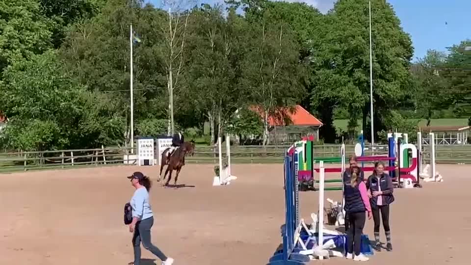 Hoppning hästar till salu: Hopphäst med mycket scope! - Video 2