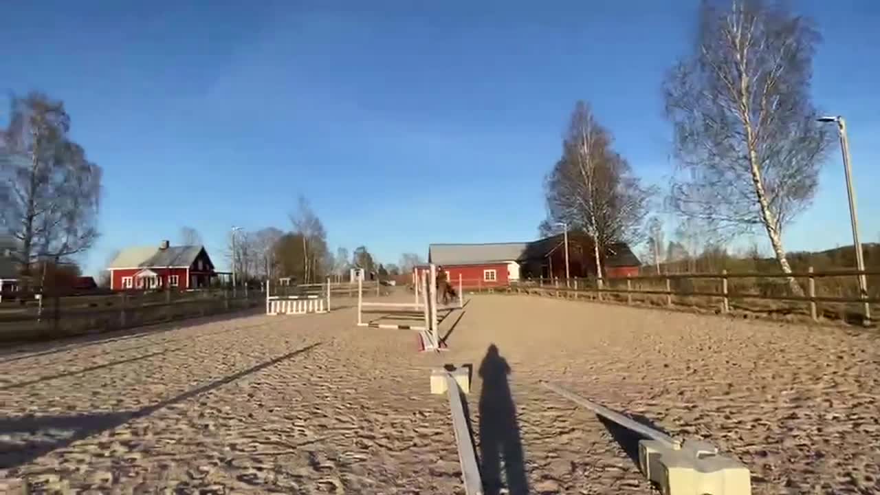 Dressyr hästar till salu: Lyxig hobbyhäst - Video 3