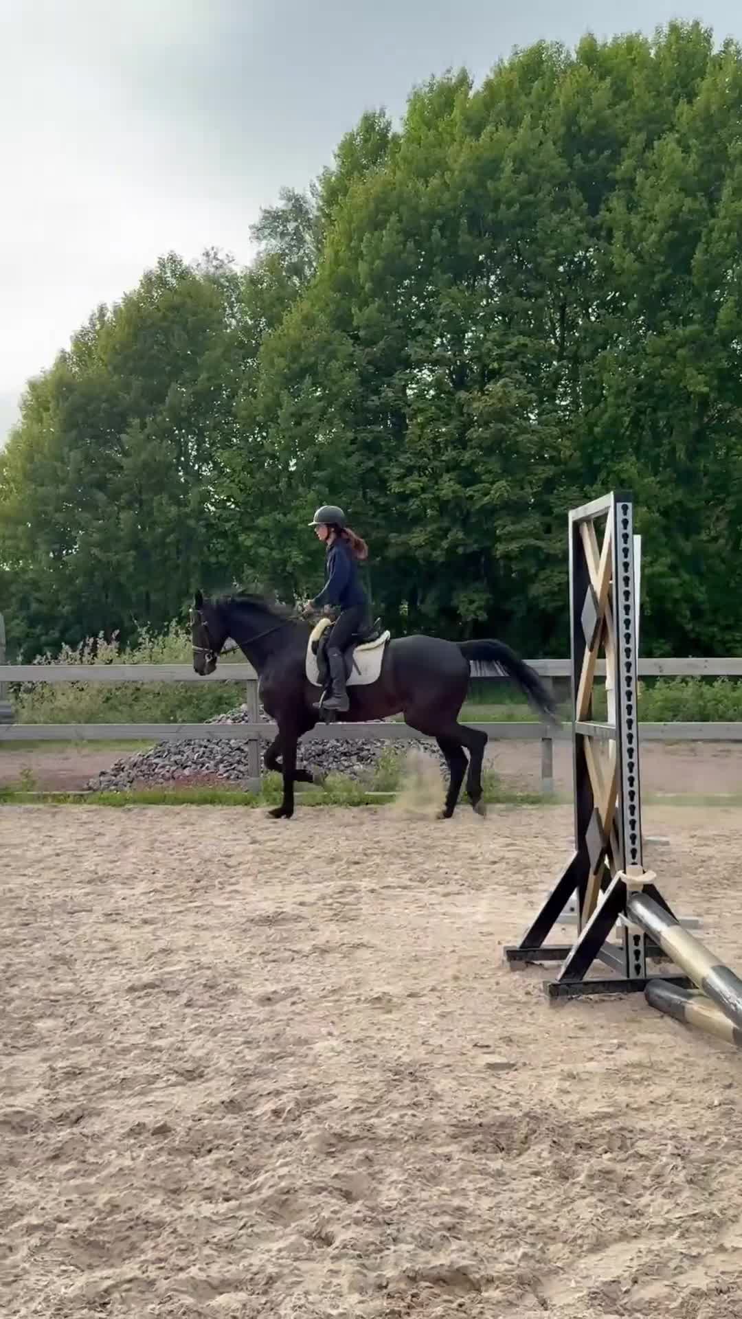 Allround hästar till salu: Charmig 5-årig valack med hjärtat på rätt ställe i Hovås - Video 3