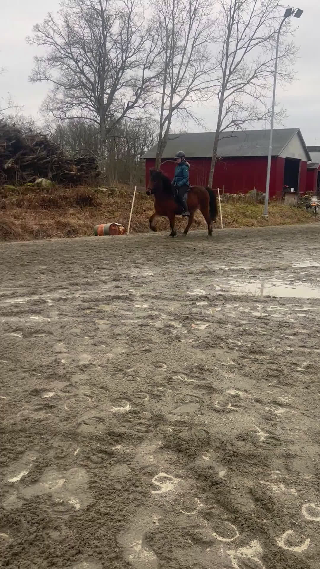 Island hästar till salu: Lätttöltat sto  i Torsås - Video 1