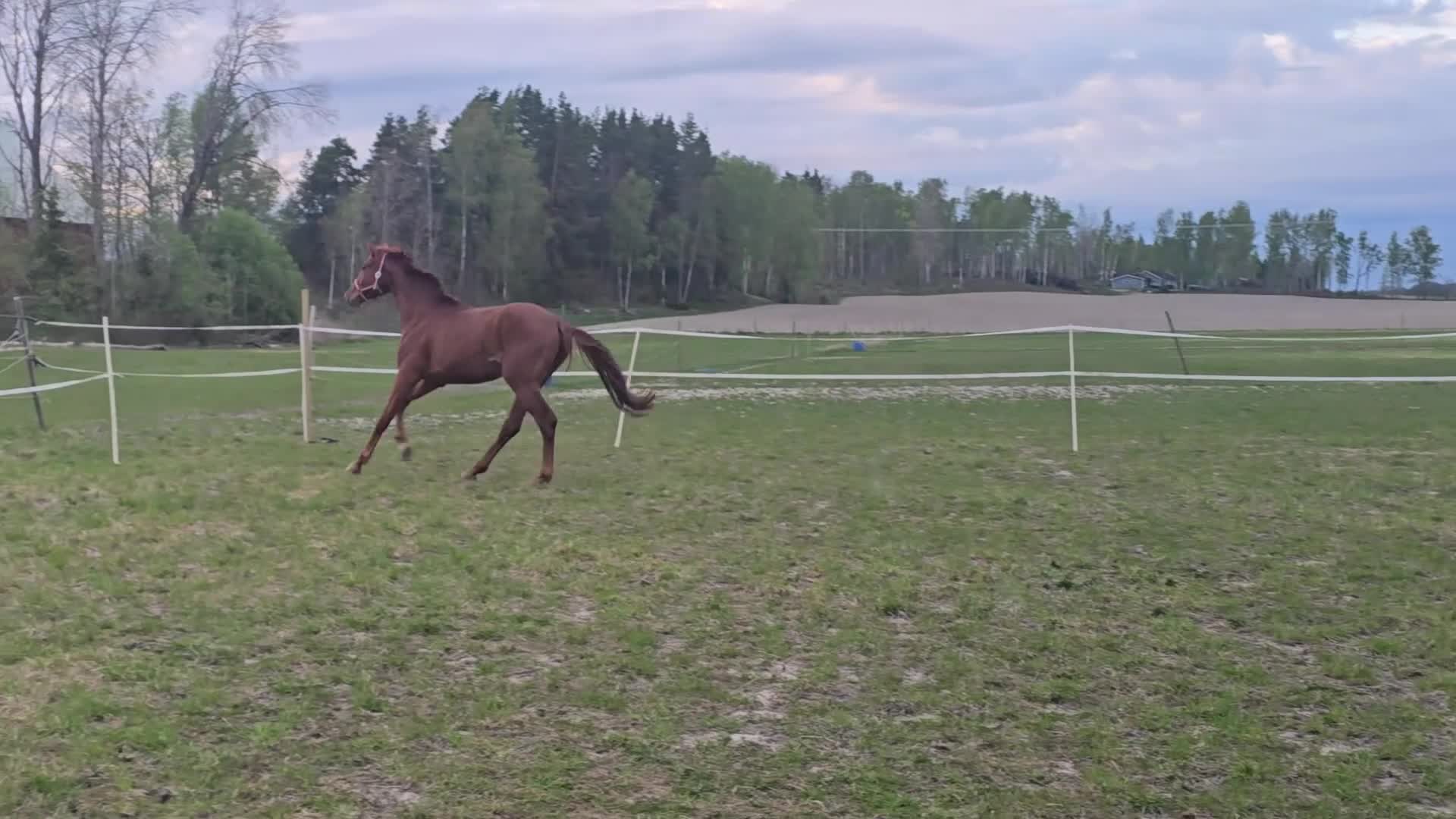 Dressyr hästar till salu: Röd Ferrari - Video 3