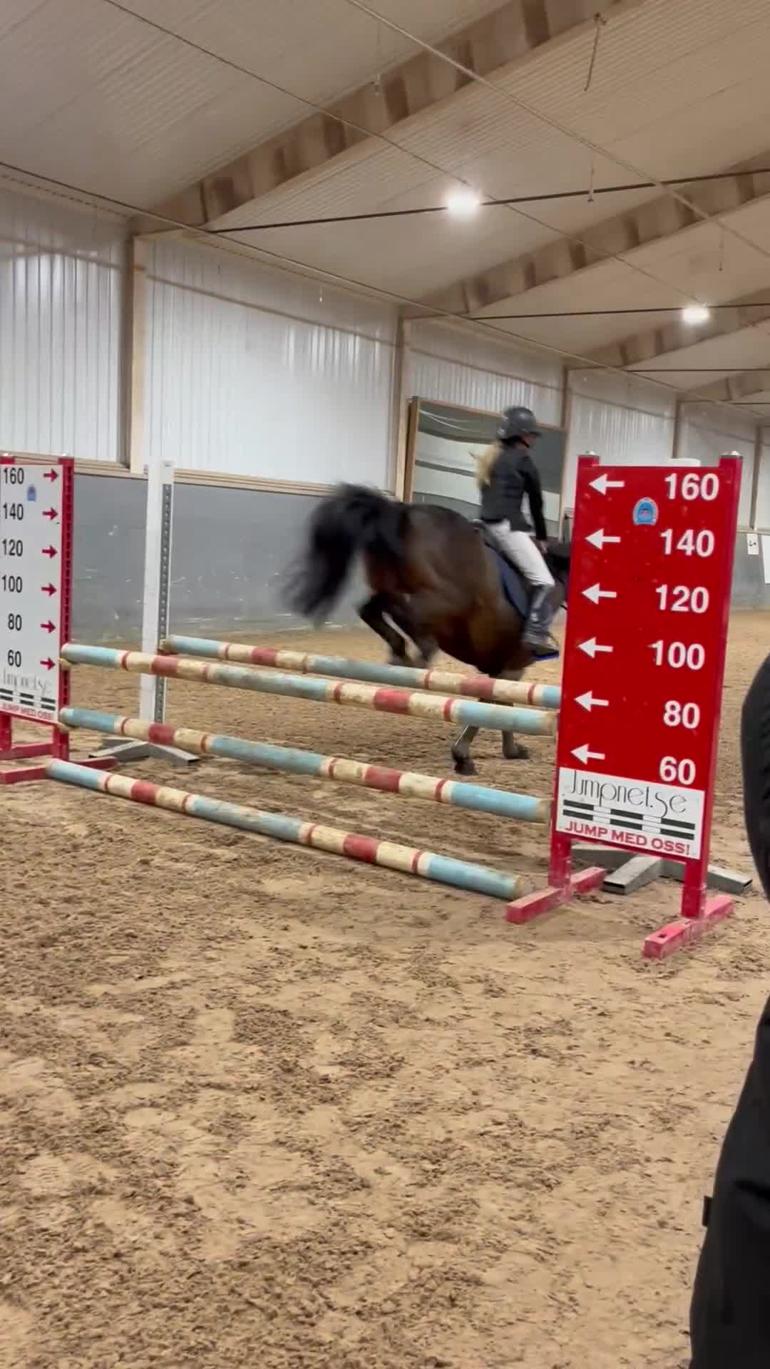 Hoppning hästar till salu: Super ponny - Video 1
