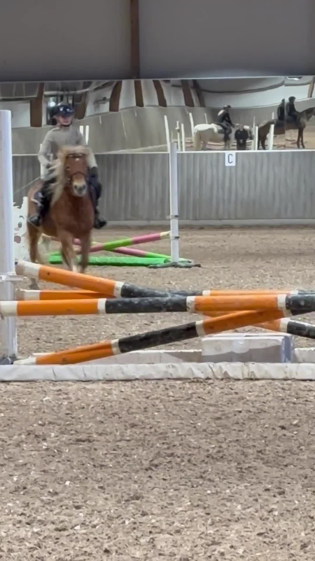 Allround hästar till salu: Supersnäll ponny till ridning eller trav - Video 4