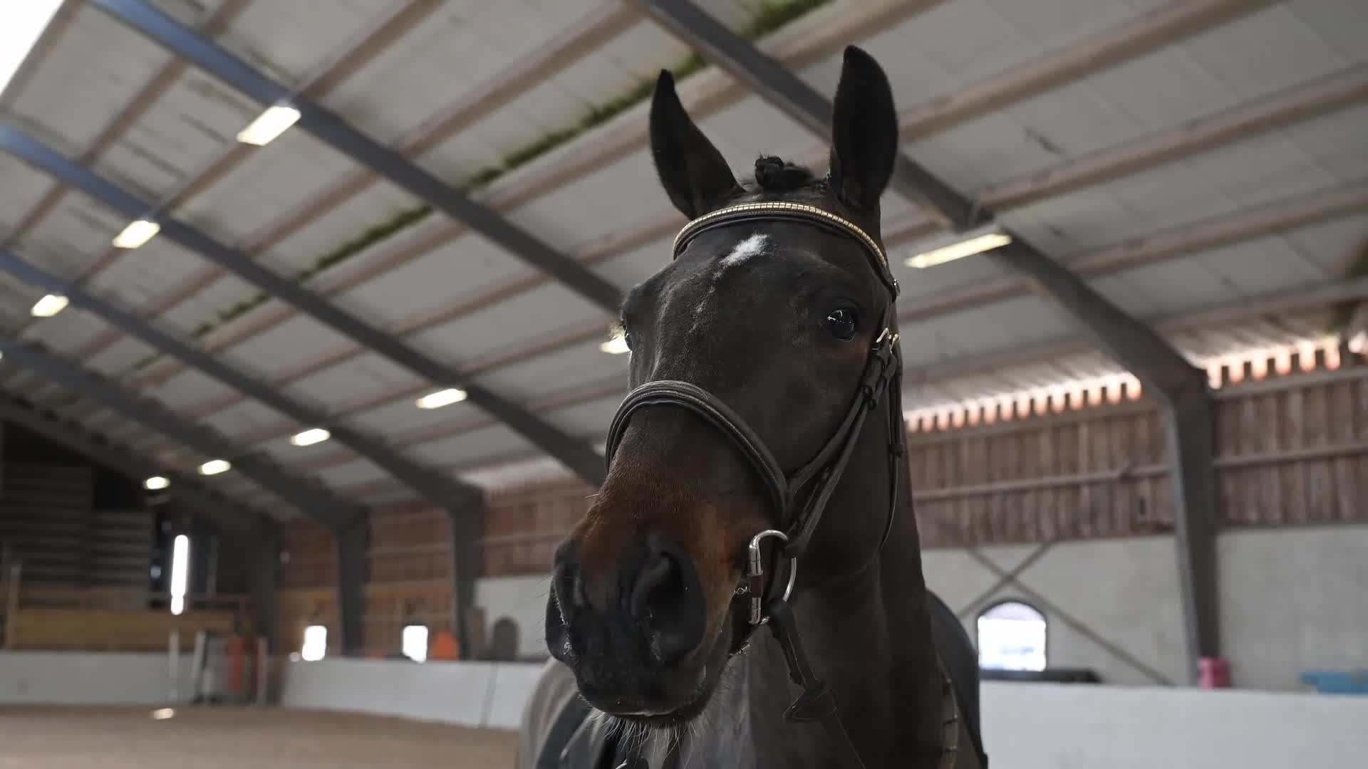 Dressyr hästar till salu: Lovande 4-årig valack med härlig inställning - Video 1