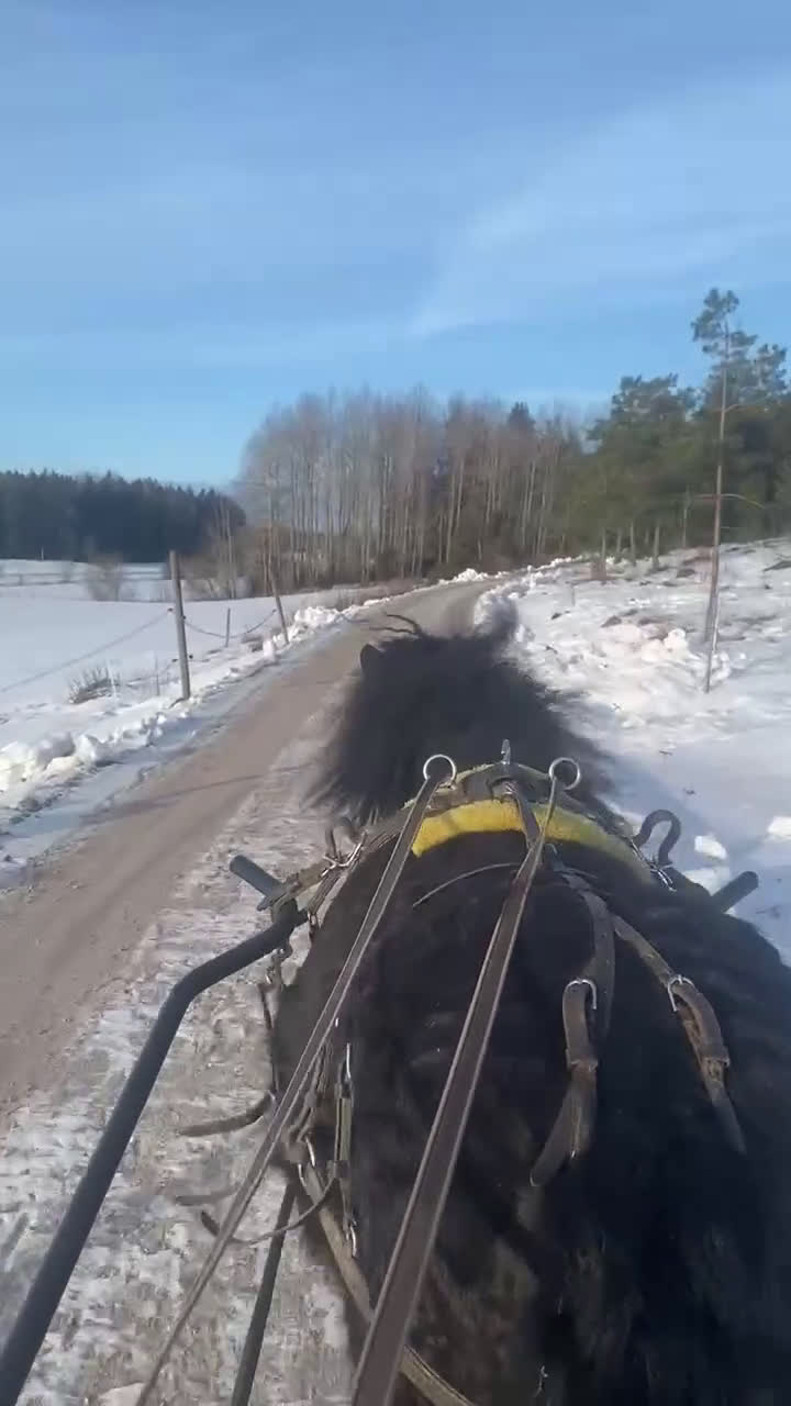 Allround hästar till salu: Mycket fin curlyponny - Video 1