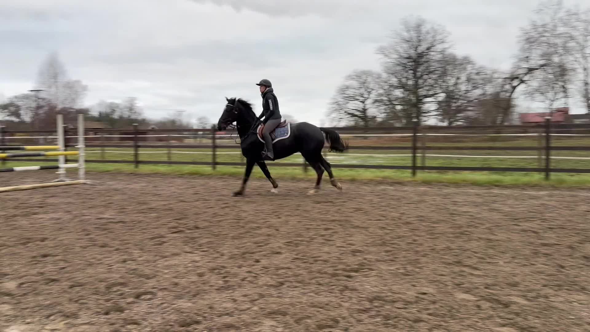 Hoppning hästar till salu: Unik häst med massa utvecklingspotential  i Köping - Video 1