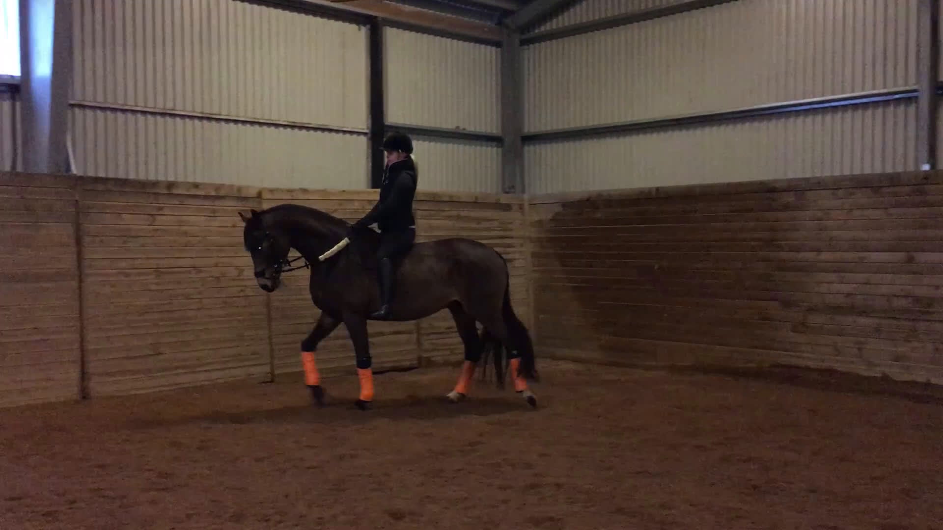  foderhäst sökes: Foderhäst sökes  - Video 4