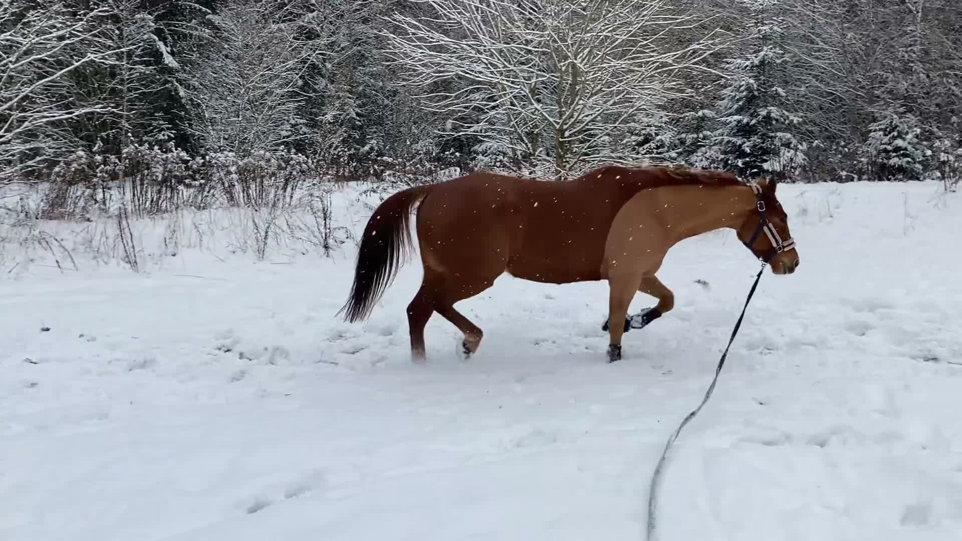  foderhäst finnes: Om rätt människa dyker upp! i Borås - Video 1