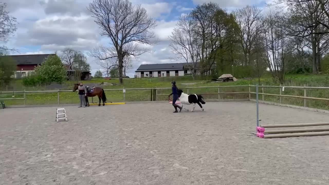Allround hästar till salu: Inkörd och välhanterad shettis söker nytt hem - Video 1