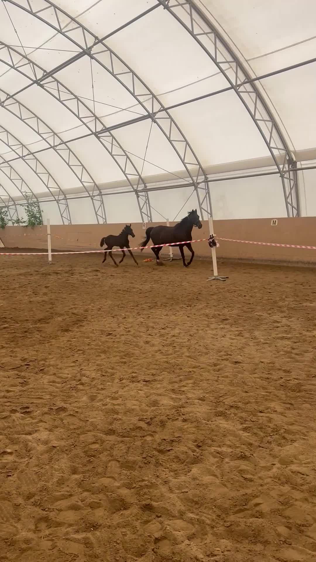 Hoppning hästar till salu: Hingstföl med utstrålning - Video 2