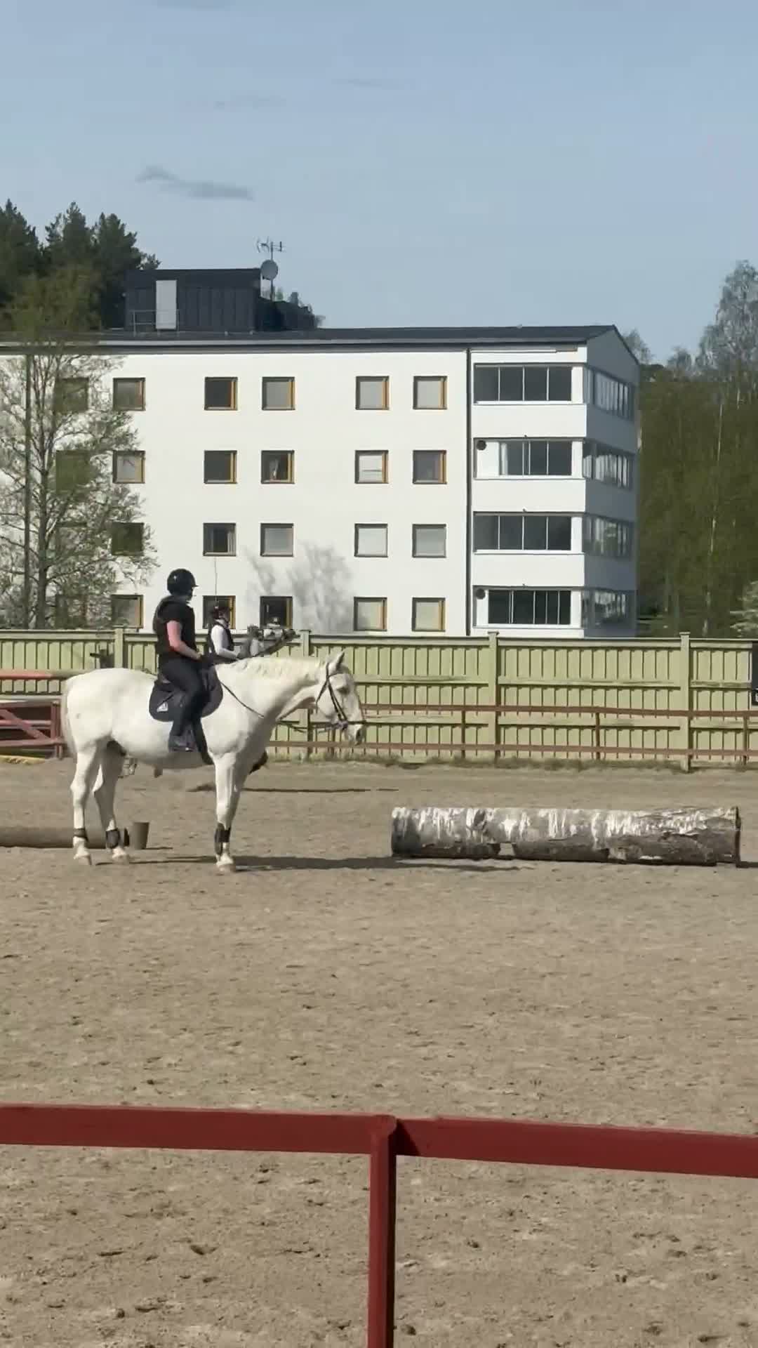 Distans hästar till salu: Fantastiskt arabvalack 4 år 163 cm  i Ljusdal - Video 2