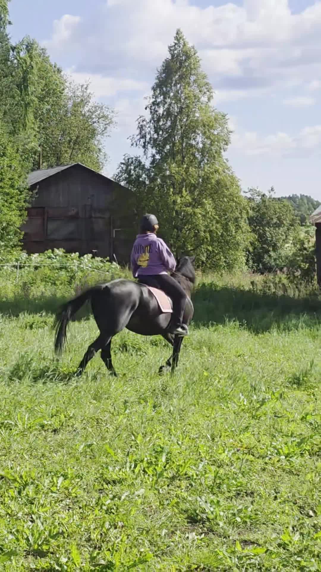 Allround hästar till salu: Minja söker sin egen människa  - Video 1