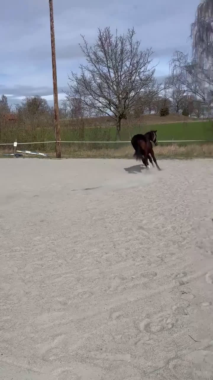 Dressyr hästar till salu: Fint dressyr sto i Söderåkra - Video 3