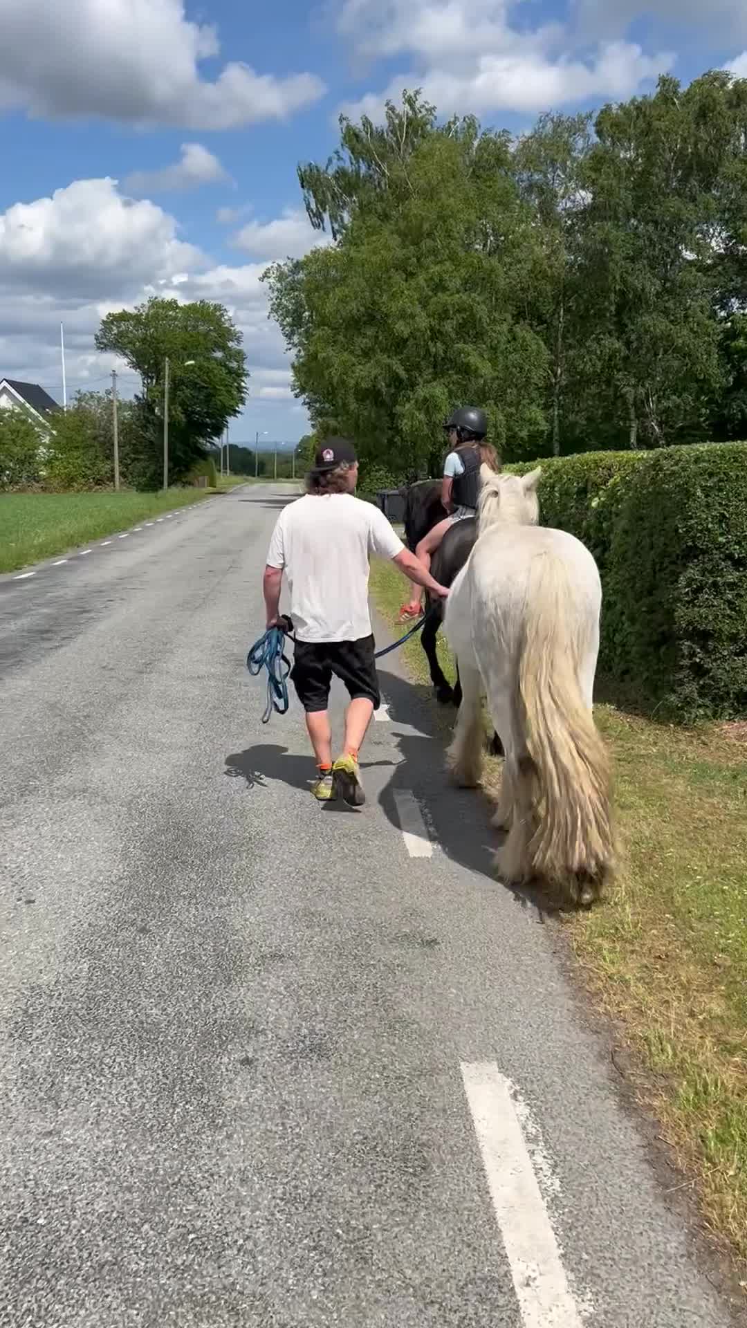 Allround hästar till salu: Blivande bästa kompis  - Video 1