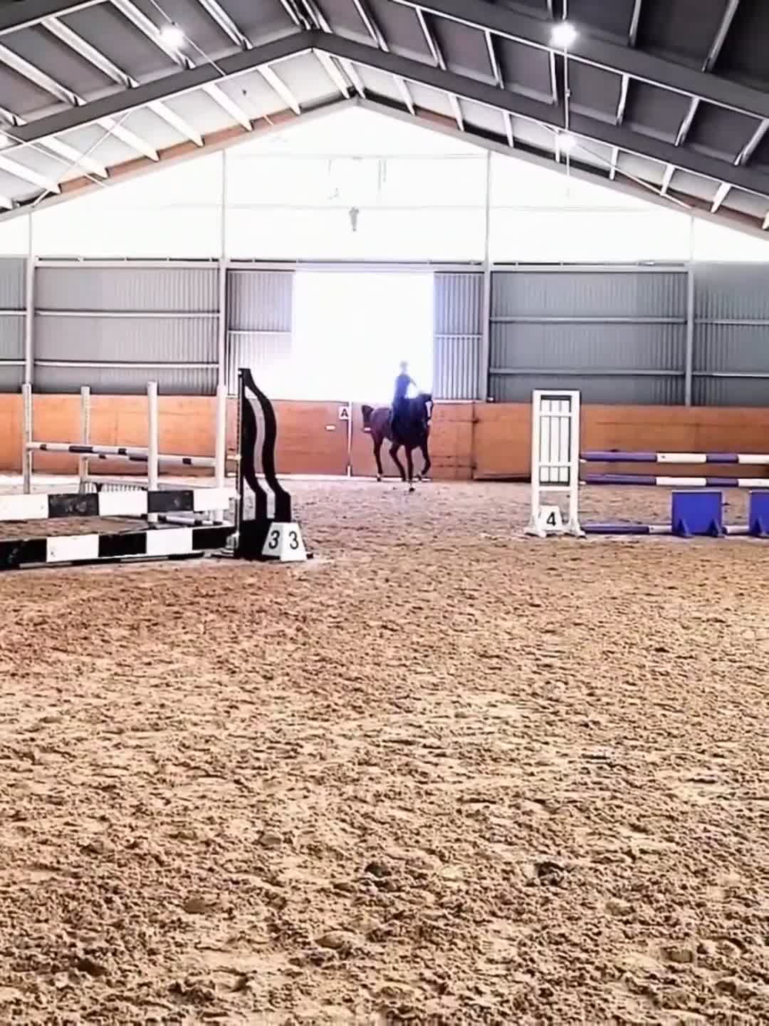 Hoppning hästar till salu: 5-årigt sto med enorm personlighet och potential  - Video 1