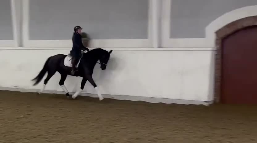 Dressyr hästar till salu: Trevligt och välridet svart sto - Video 4